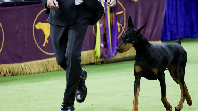 Penny the Doberman claims Best in Show at Westminster Kennel Club Dog Show