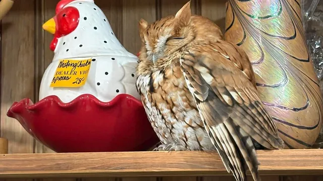Live owl discovered resting next to cookie jar in New York antique store