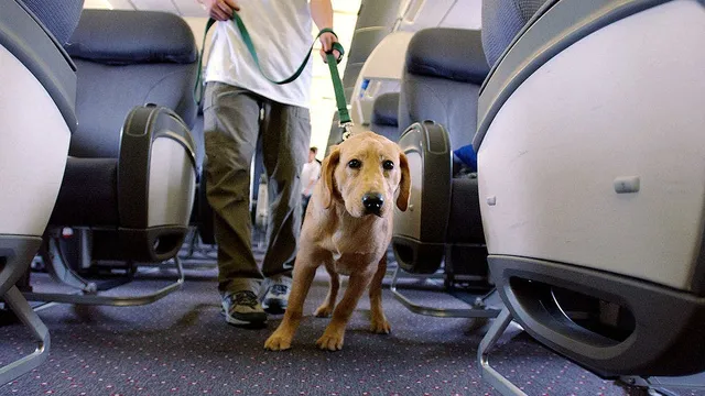 Passenger films large dog invading space on Delta flight