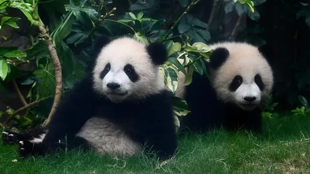 Hong Kong's giant pandas Jia Jia and De De inspire hopes for tourism boost