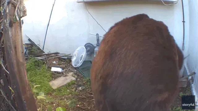 Homeowner takes legal action against wildlife agency over bear infestation