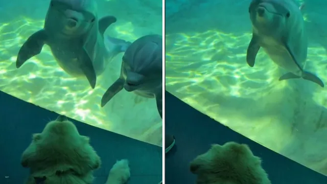 Dolphins mesmerized by service dog at Georgia Aquarium