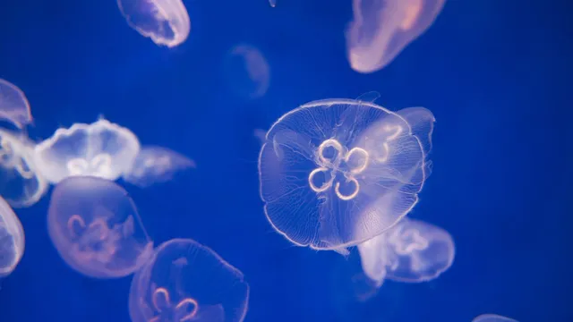 Jellyfish sleep is crucial for nerve cell repair, study reveals