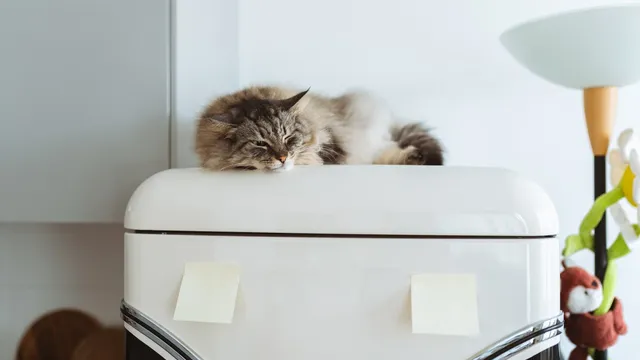 Cats choose strange sleeping spots for comfort and security