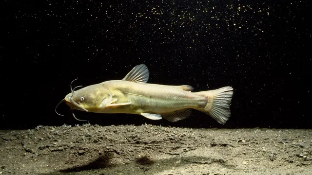 Scientists discover first transmissible cancer in North American catfish