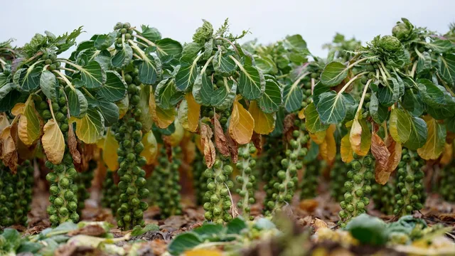 Brussels sprouts struggle as heavy rains cause crop failure