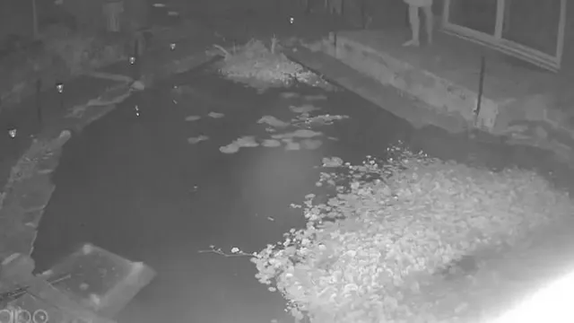 Residents fear for fish as otters invade gardens in Cumbria