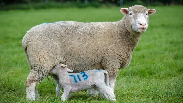 Farmers in East England struggle with bluetongue virus outbreak