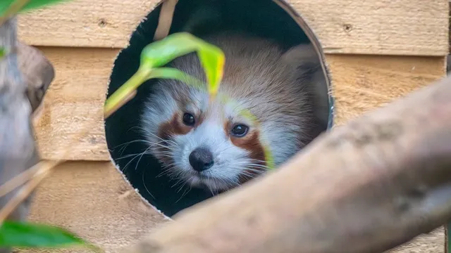 Red panda cub Asha takes first steps after being hand-reared