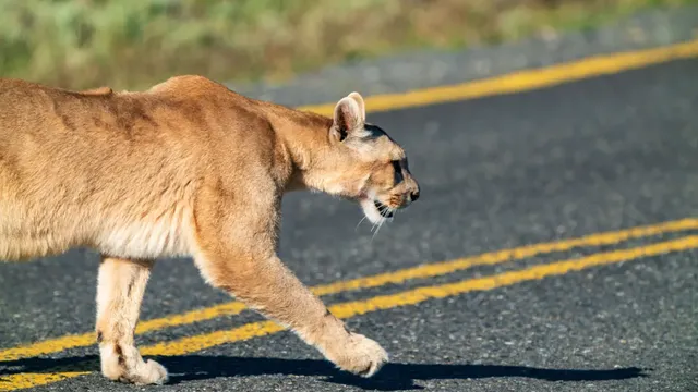 Mountain lions significantly reduce deer-vehicle collisions in California