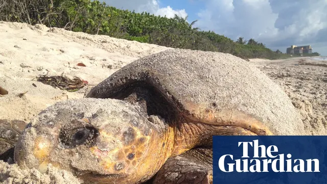 Florida sea turtle nests hit record high