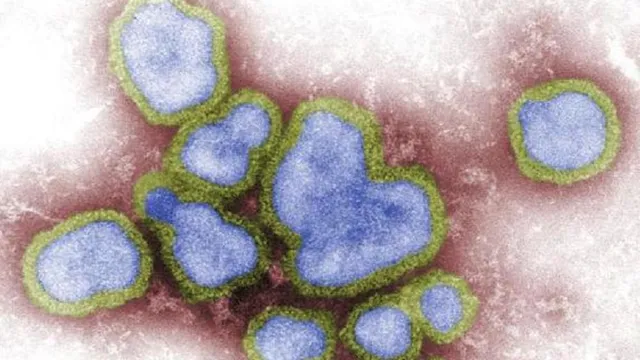 Cambodia battles surge of H5N1 bird flu infections