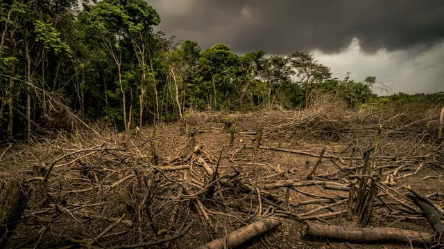 Brazil hosts historic climate conference in the Amazon rainforest