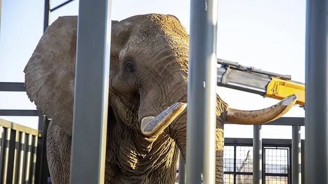 Moving Kaavan: Elephant"s Journey from Pakistan Zoo to Cambodia Sanctuary