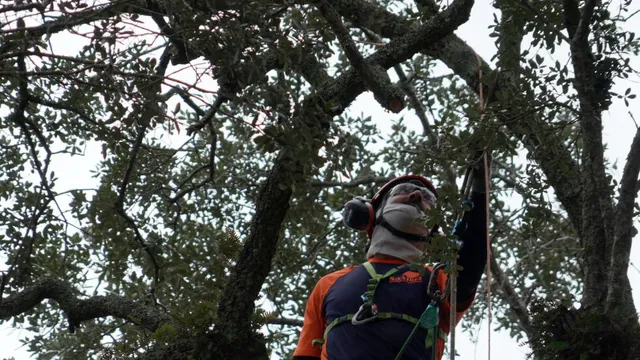 Preservationists fight to save Revolutionary War witness tree in South Carolina