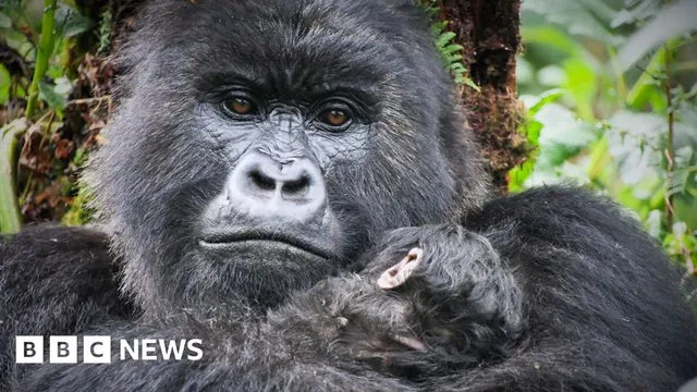 David Attenborough meets gorillas and sparks conservation efforts