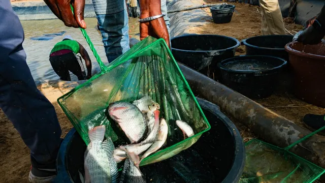 Researchers experiment with rice and fish to boost Senegal's agriculture