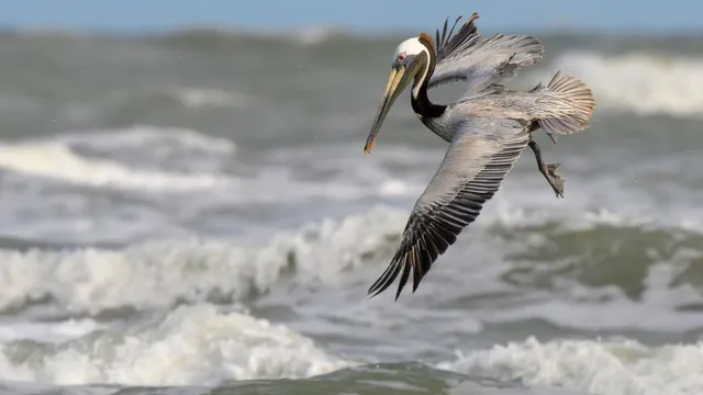 MIT researchers create robot that dives, swims, and flies