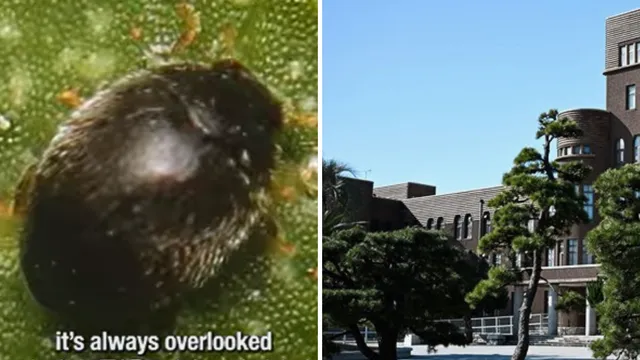 Scientists uncover new ladybug species at Kyushu University