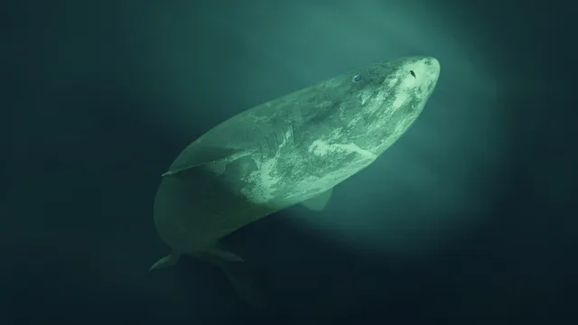 Myth of the 500-year-old Greenland shark debunked by researchers