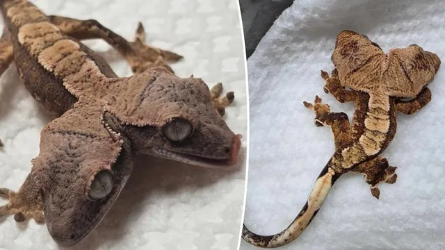 Two-headed gecko Simon and Garfunkel thrive against the odds