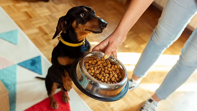 Elite Treats recalls dog treats over salmonella fears