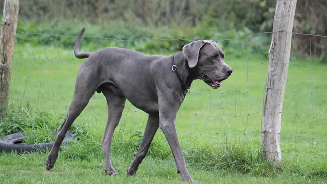 Accidental Great Dane-Corgi puppies capture hearts online