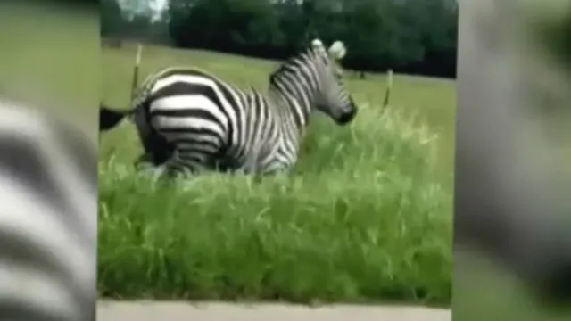 Zebra escapes captivity and causes highway chaos in Tennessee
