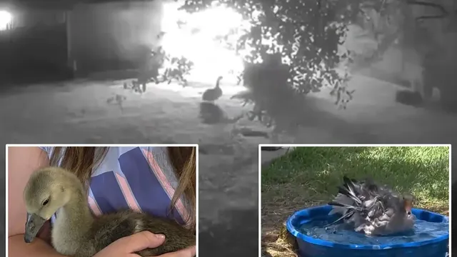 Goosey saves family from barn fire in Texas