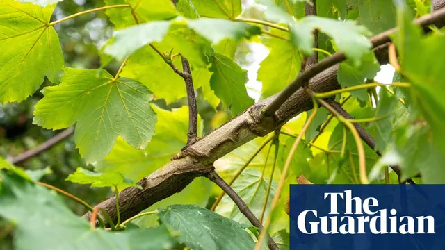 Sooty bark disease affects sycamore trees in South Yorkshire