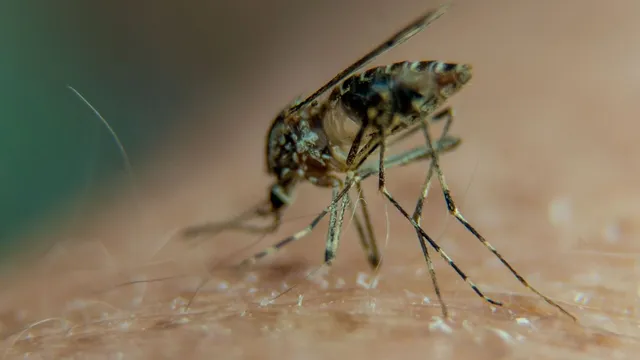 CDC warns Americans against travel due to chikungunya outbreak