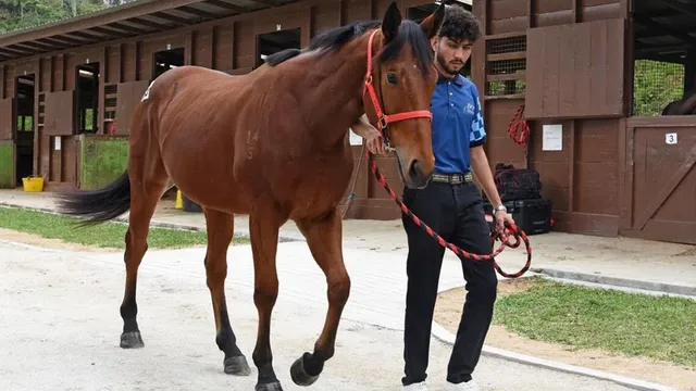 Malaysia hosts its first ever digital horse auction