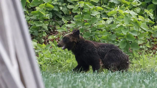 Abandoned orchards attract bears in Japan's ghost villages