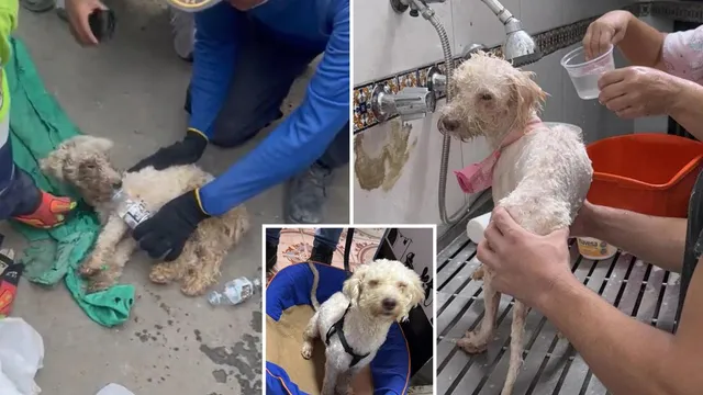 Poodle rescued after 29 days trapped in rubble following Venezuela earthquake