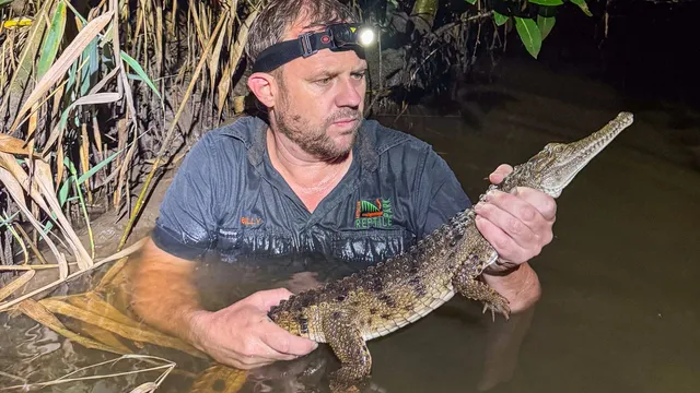 Crocodile found far from home prompts rescue in Australia