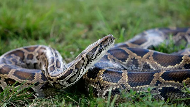 Florida's cold weather kills invasive Burmese pythons