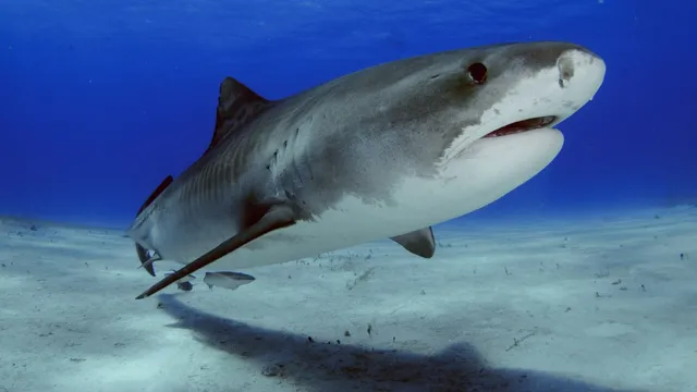Sharks in The Bahamas show cocaine and caffeine contamination