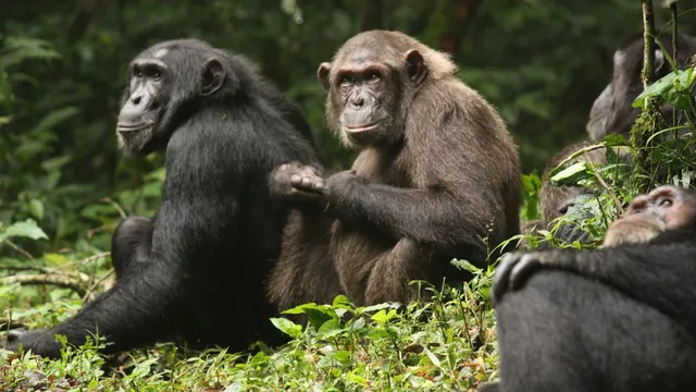 Chimpanzee factions in Uganda kill dozens in brutal fighting