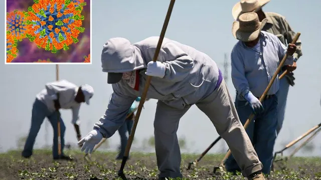 Measles threat looms as 150 farmworkers arrive in California from Arizona