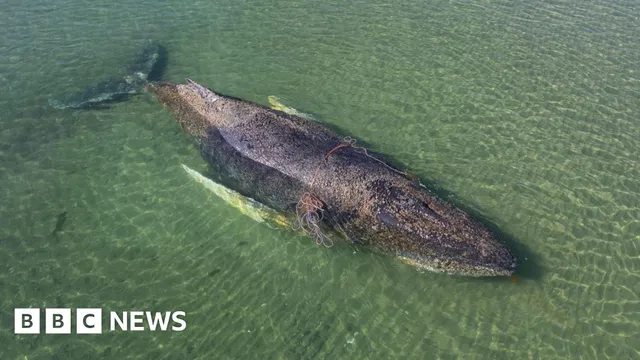 Whale found dead after controversial German rescue operation