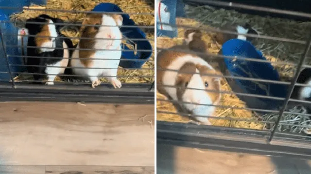 Pet store mislabels guinea pigs, owner discovers surprise births