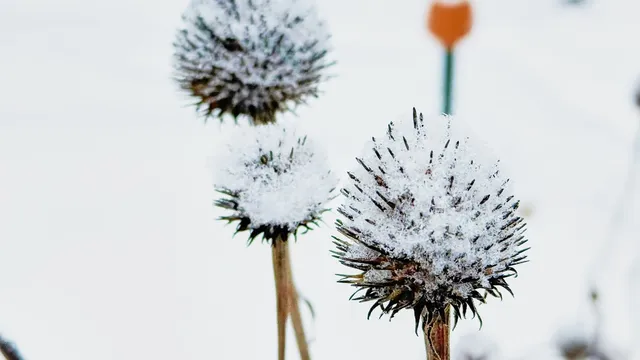 RHS Garden Bridgewater becomes a leading spot for romantic proposals