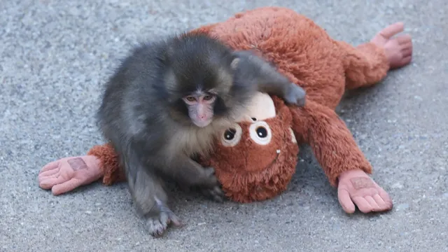 Mother monkey's abandonment raises concerns about captivity effects