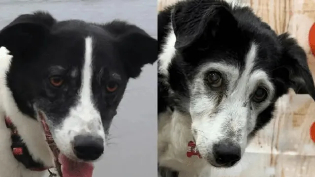 Senior dog Remy inspires with loving life despite dementia