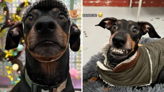 Max transforms from anxious dog to playful companion at daycare