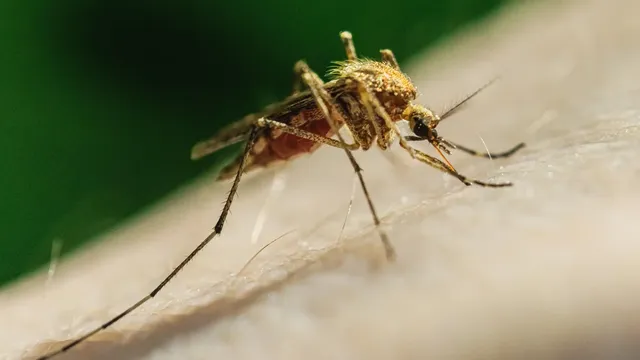 First West Nile virus death reported in Los Angeles County for 2026