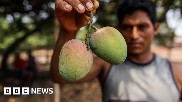 Climate change forces mango farmers to innovate and adapt