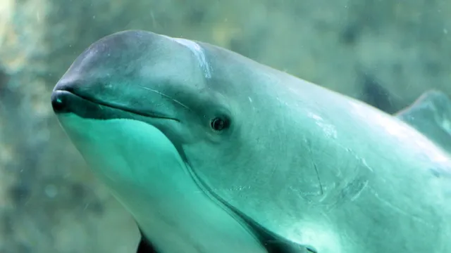 Record mercury levels in porpoises signal deep ocean health crisis
