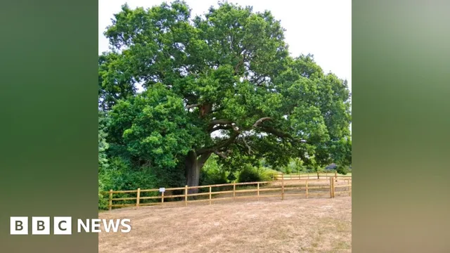 Council fences off Newton-era oak tree to save it from children's play