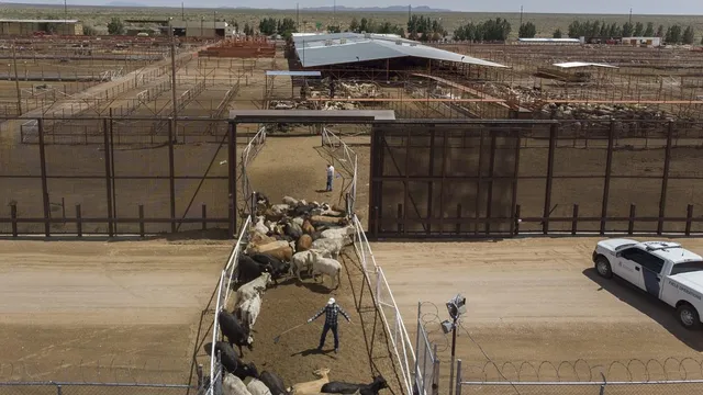 U.S. reopens border to Mexican cattle imports after screwworm ban